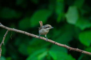 Brown Shrike perching on a branch