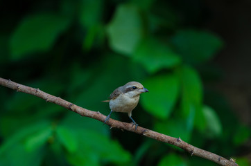 Brown Shrike perching on a branch