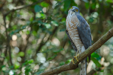 Shikra perching on a branch (Accipiter badius)