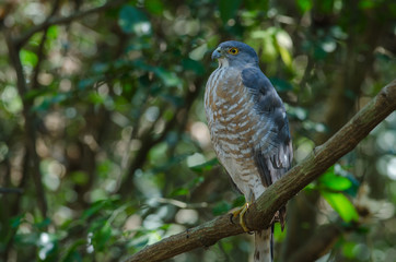 Shikra perching on a branch (Accipiter badius)