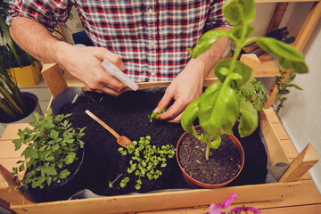 Farmer planting young seedlings flowers in the garden. Gardening concept.
