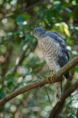 Shikra perching on a branch (Accipiter badius)