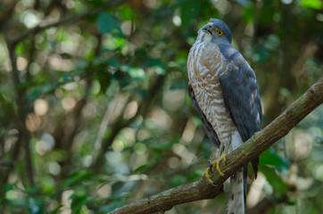 Shikra perching on a branch (Accipiter badius)