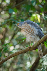 Shikra perching on a branch (Accipiter badius)
