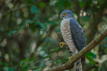 Shikra perching on a branch (Accipiter badius)