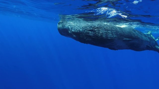 Freediving with sperm whales, tropical water adventures, 