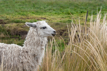 A white lama in the middle of the grass