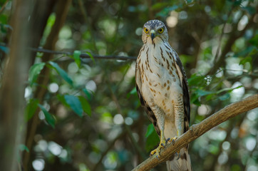 Crested goshawk in the nature