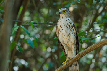 Crested goshawk in the nature