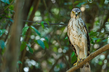 Crested goshawk in the nature