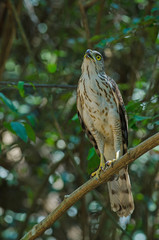 Crested goshawk in the nature