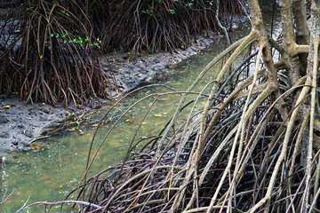 Roots of mangrove tree near small stream