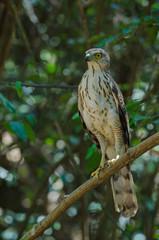 Crested goshawk in the nature