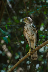 Crested goshawk in the nature