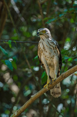 Crested goshawk in the nature