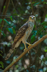 Crested goshawk in the nature