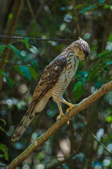 Crested goshawk in the nature