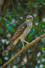 Crested goshawk in the nature