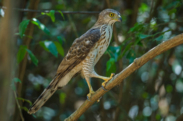 Crested goshawk in the nature