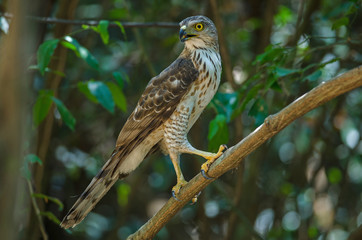 Crested goshawk in the nature