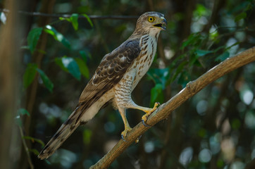 Crested goshawk in the nature