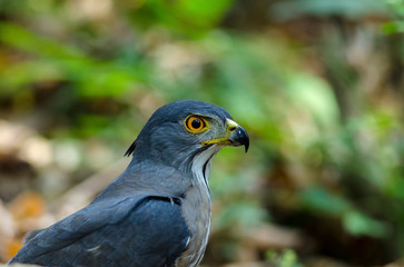 Crested goshawk in the nature