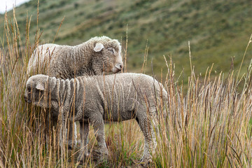 Two sheep graze on a mountain