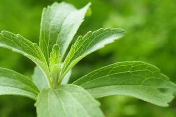 Stevia rebaudiana. Stevia herb macro. Fresh green stevia branches on  blurred vegetable...