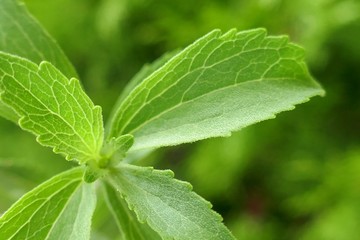 Stevia rebaudiana. Stevia herb macro. Fresh green stevia branches on green blurred background.Natural Healthy wholesome sweetness. Diabetic sweet food supplement.Healthy low-calorie food.