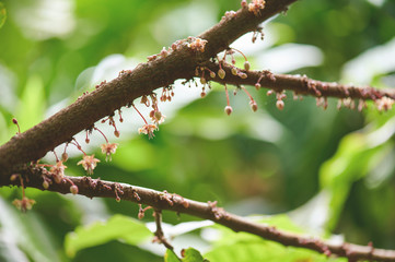 Branch of cacao plant