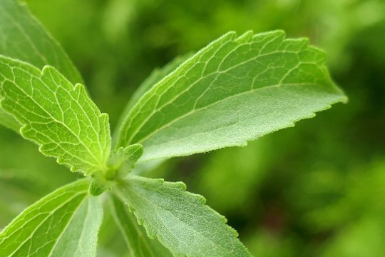 Stevia Rebaudiana. Stevia Herb Macro. Fresh Green Stevia Branches On Green Blurred Background.Natural Healthy Wholesome Sweetness. Diabetic Sweet Food Supplement.Healthy Low-calorie Food.