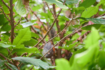 Green cacao tree with growing flowers