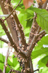 Cacao tree branch with flower