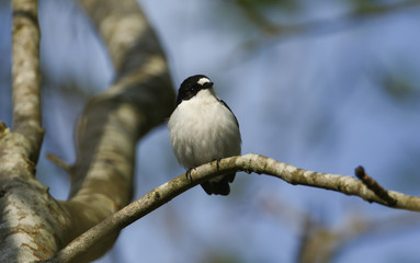 A beautiful male Pied Flycatcher, Ficedula hypoleuca, perching on a branch in a tree.	