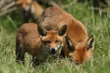 A cute wild Red Fox cub, Vulpes vulpes, standing in the long grass next to the vixen.	
