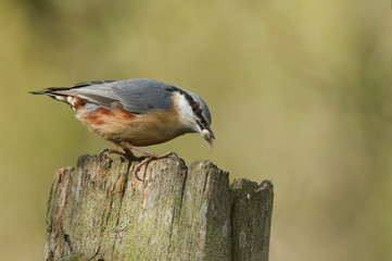 A beautiful Nuthatch, Sitta europaea, perching on a tree stump in a forest with an insect in its beak.	