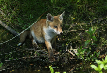 A cute wild Red Fox cub, Vulpes vulpes, sitting at the edge of a river where it has been having a drink.	