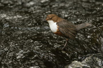 A beautiful Dipper (Cinclus cinclus) standing in the middle of a river. It has been diving under the water catching food.