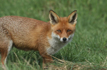 A magnificent wild Red Fox (Vulpes vulpes) hunting for food to eat in the long grass.	