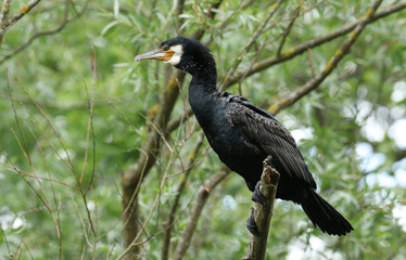 A pretty Cormorant, Phalacrocorax carbo, perching on a tree above a lake.