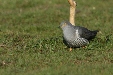 A stunning Cuckoo (Cuculus canorus) searching on the ground in a meadow for food.	