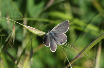 A rare Small Blue Butterfly, Cupido minimus, perching on a grass seed head.