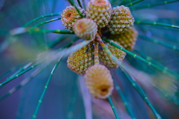 ants in plant