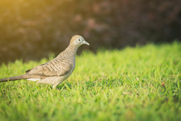 Dove with evening light in the park.