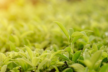 Creative green leaves with abstract background