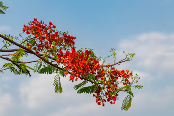 Flame tree, royal poinciana, flamboyant in thailand.Flower Delonix regia.