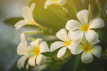 Plumeria flowers and evening light in the park
