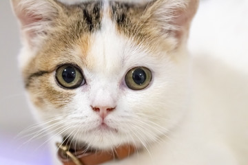 Close up portrait of cute cat.
