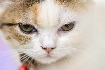 Close up portrait of cute cat.