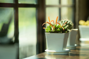 Cactus in clay pots placed on the table beside the window with morning sun